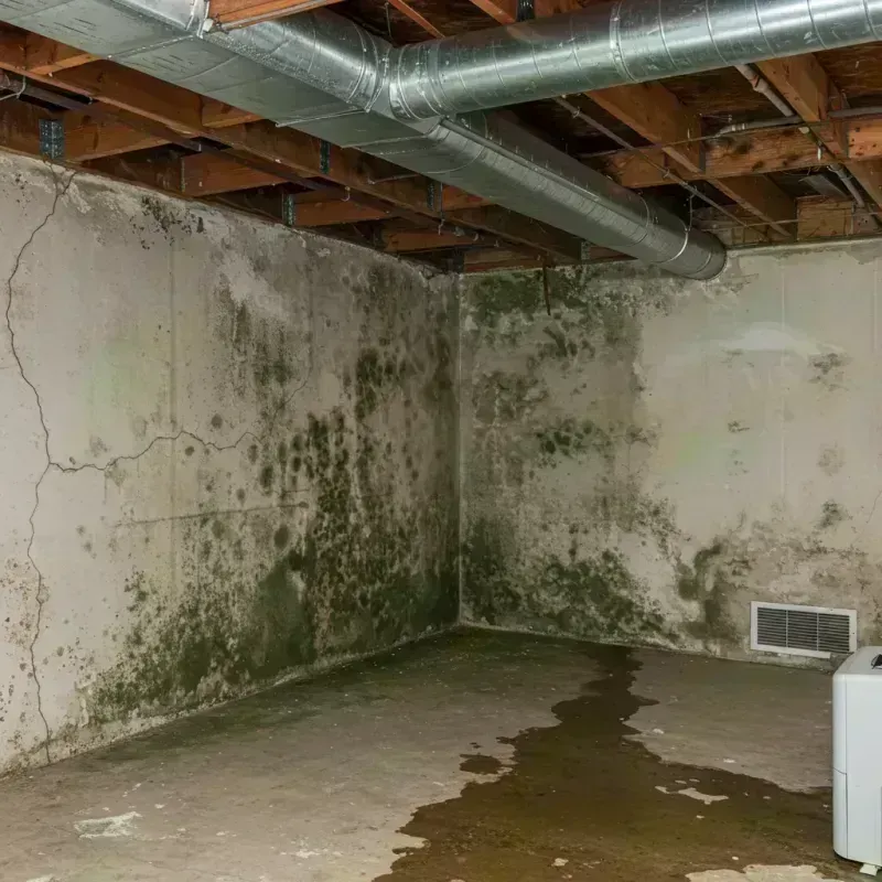 Professional Mold Removal in La Center, KY